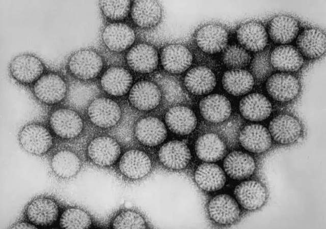 100μg 抗犬轮状病毒(CRV)单克隆抗体;抗犬轮状病毒抗