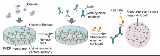 Elabscience®探索免疫世界的窗口——ELISpot技术详解