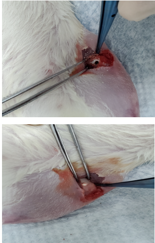 骨缺损动物模型构建与应用：为骨再生研究提供精准工具
