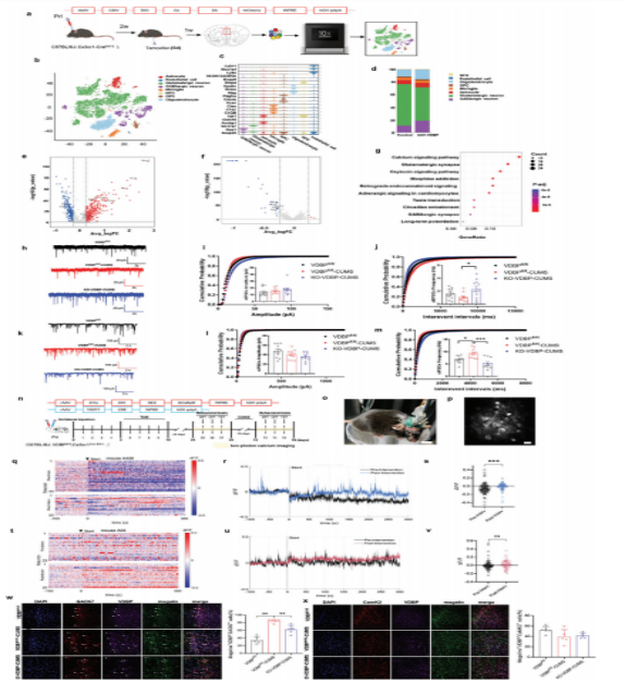 Science Advances  |  诱发抑郁行为的一种关键分子和新的潜在抗抑郁治疗策略