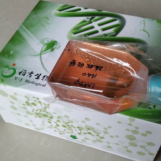 ATCC来源人胚肾细胞293AD