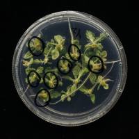 番茄遗传转化服务（转基因）