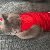 猫胎儿三毛滴虫PCR检测试剂盒(荧光定量法)