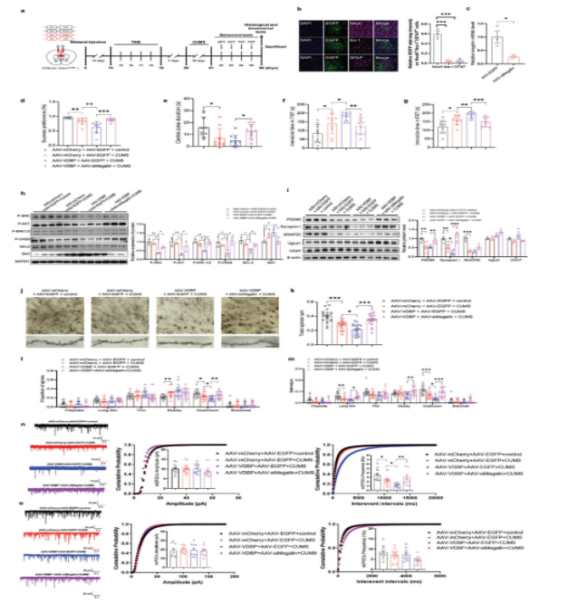 Science Advances  |  诱发抑郁行为的一种关键分子和新的潜在抗抑郁治疗策略