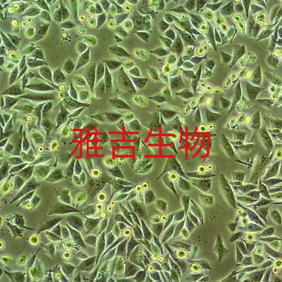 ATCC来源人胰腺导管细胞hTERTHPNE