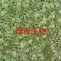 ATCC来源大鼠肝细胞BRL3A