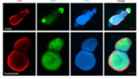 义翘神州高品质细胞因子产品 5折促销