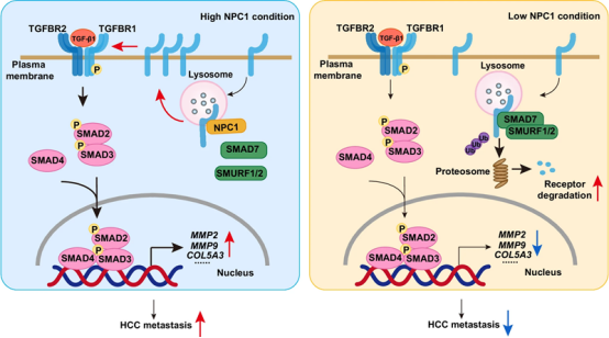Nat Commu丨国家蛋白质科学中心姜颖/贺福初团队揭示NPC1在肝细胞癌中的作用