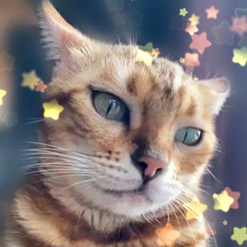 猫贾第鞭毛虫核酸PCR检测试剂盒（供兽医站）