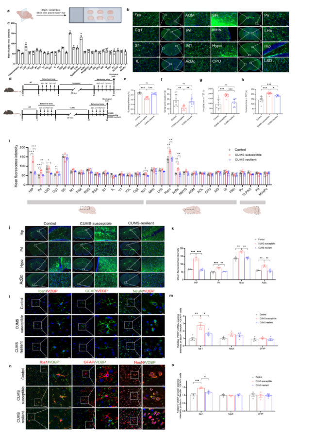 Science Advances  |  诱发抑郁行为的一种关键分子和新的潜在抗抑郁治疗策略