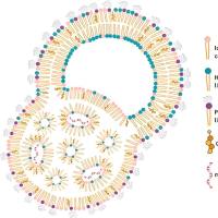 硬脂酸掺杂的脂质纳米颗粒（sLNPs）包载编码卵清蛋白（OVA）的mRNA和LR4激动剂（MPLA）