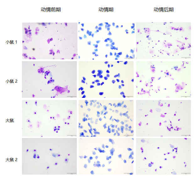 探秘之小鼠动情期区分实验及其应用