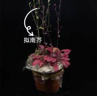 拟南芥遗传转化服务（转基因）