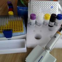 兔转甲状腺素蛋白(TTR)酶联免疫ELISA试剂盒