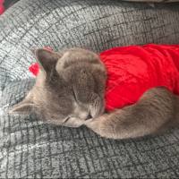 猫汉塞巴尔通体猫抓病PCR检测试剂盒（核酸PCR法）