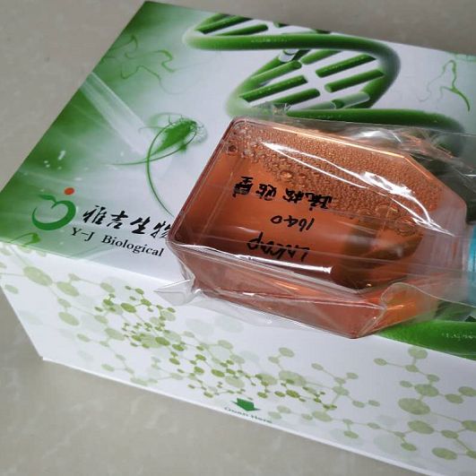 ATCC来源大鼠胸主动脉平滑肌细胞VSMC