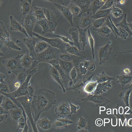 ATCC来源人气管平滑肌细胞HTSMC