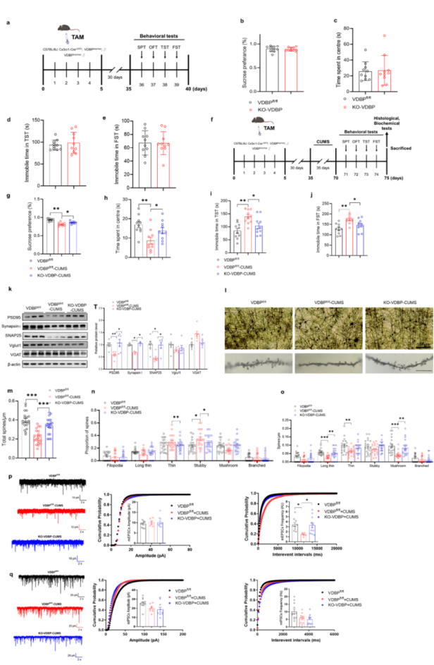 Science Advances  |  诱发抑郁行为的一种关键分子和新的潜在抗抑郁治疗策略