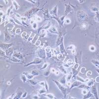 SCC-7细胞 | SCC7细胞 | SCC-7 | SCC7 | 小鼠鳞状癌细胞 | 镜像绮点