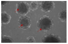 义翘神州高品质细胞因子产品 5折促销