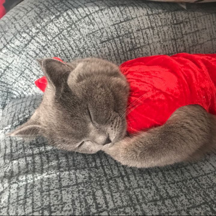 猫HIV免疫缺陷病毒荧光PCR检测试剂盒