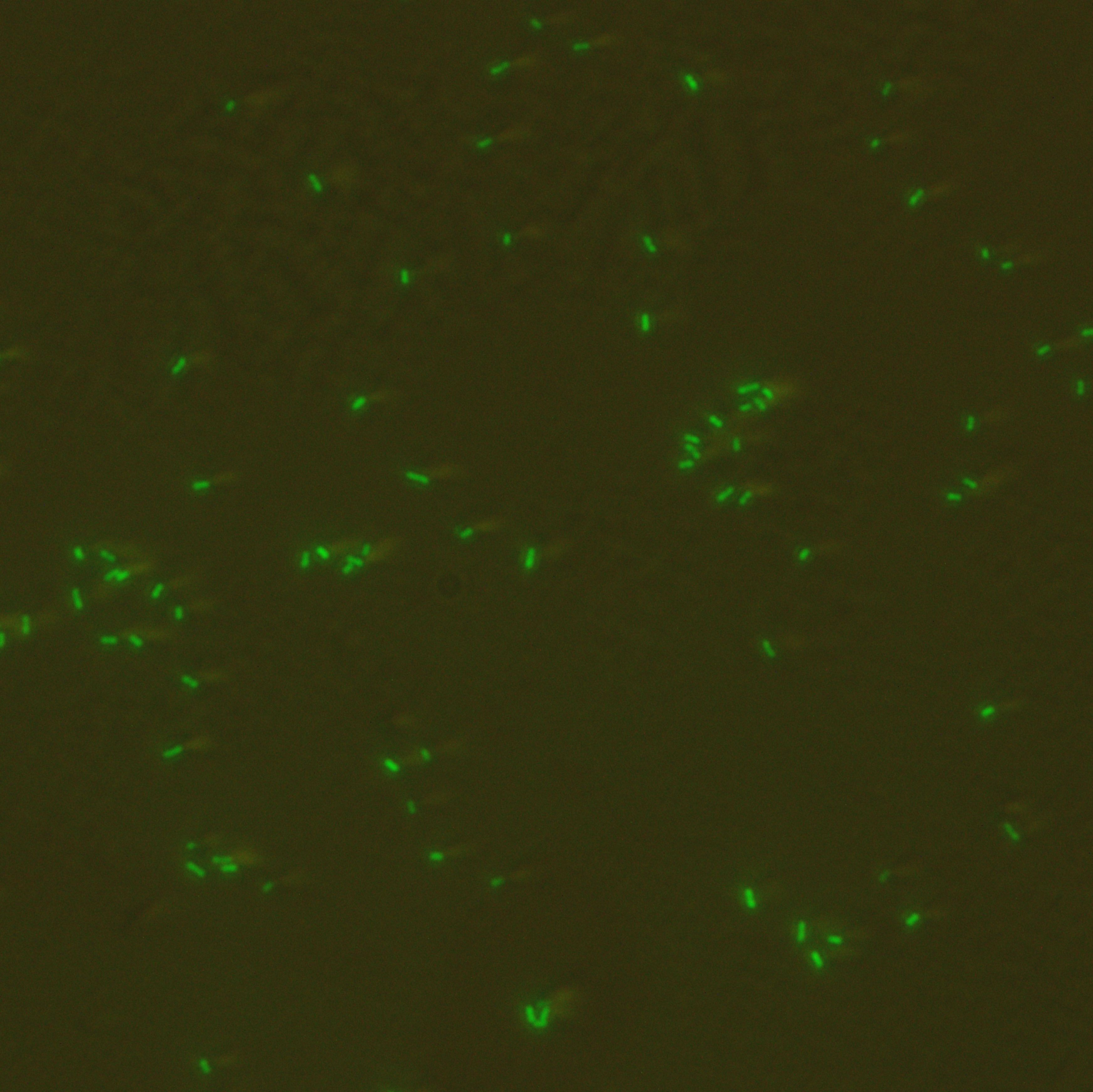 细菌基因编辑，荧光标记服务