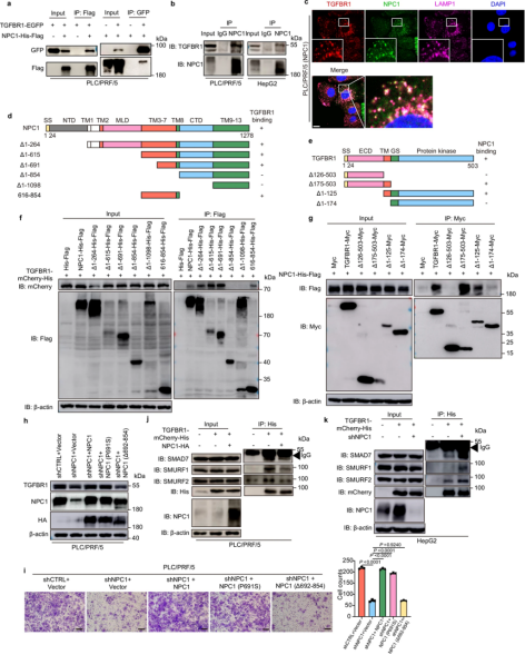 Nat Commu丨国家蛋白质科学中心姜颖/贺福初团队揭示NPC1在肝细胞癌中的作用