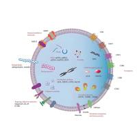 自然杀伤（NK）细胞分泌的外泌体包载BCL-2 siRNA