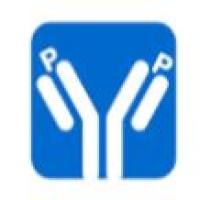 Anti-CLAN (CARD12) Antibody