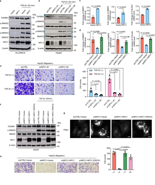 Nat Commu丨国家蛋白质科学中心姜颖/贺福初团队揭示NPC1在肝细胞癌中的作用