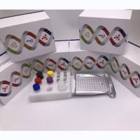 猴血管紧张素转化酶2(ACE2)酶联免疫ELISA试剂盒