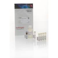 Q32852赛默飞Qubit RNA 高灵敏度 (HS) 定量试剂盒4至200ng