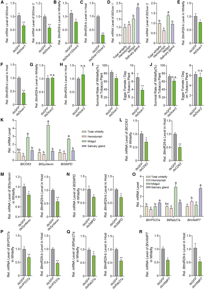 外泌体技术服务 外泌体技术服务
