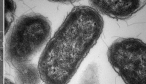 沙门菌属科普小知识