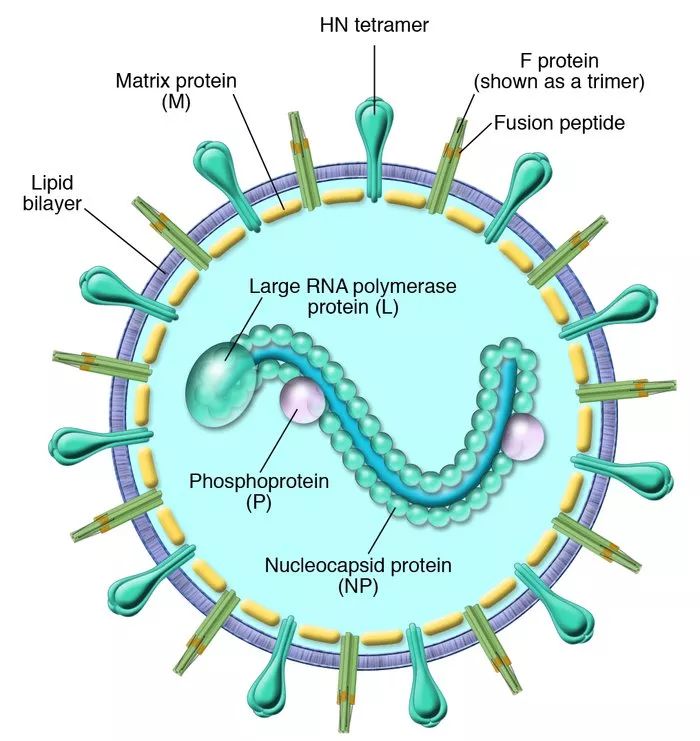 500μg 抗犬副流感1型病毒单克隆抗体；犬副流感2型抗体；
