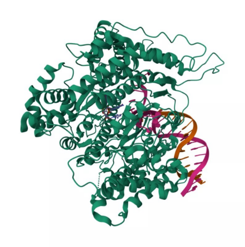 mRNA技术革命:揭秘T7 RNA聚合酶突变体的“低毒”秘密