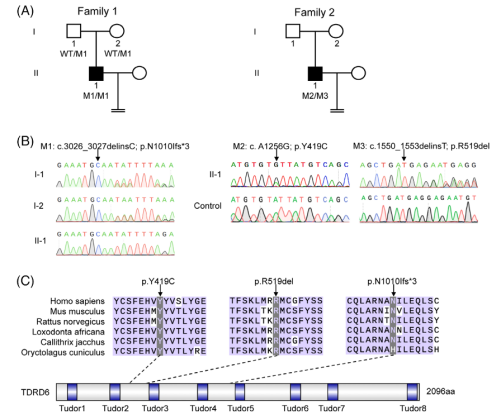 MedComm（IF=10.7）：全球首例TDRD6基因变异男性不育获成功治愈