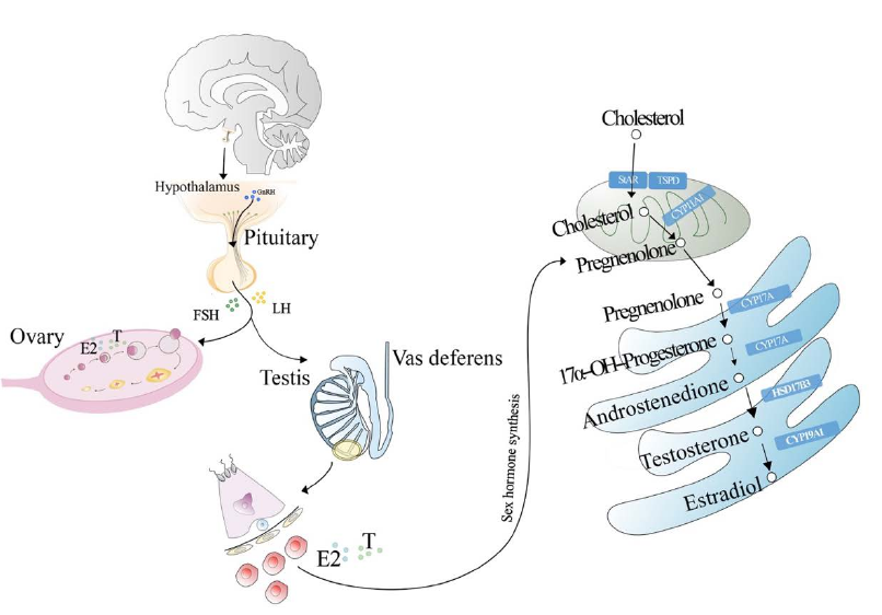 性激素|“不务正业”的跨界高手