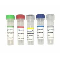 牛细小病毒探针法PCR试剂盒（FT0350）