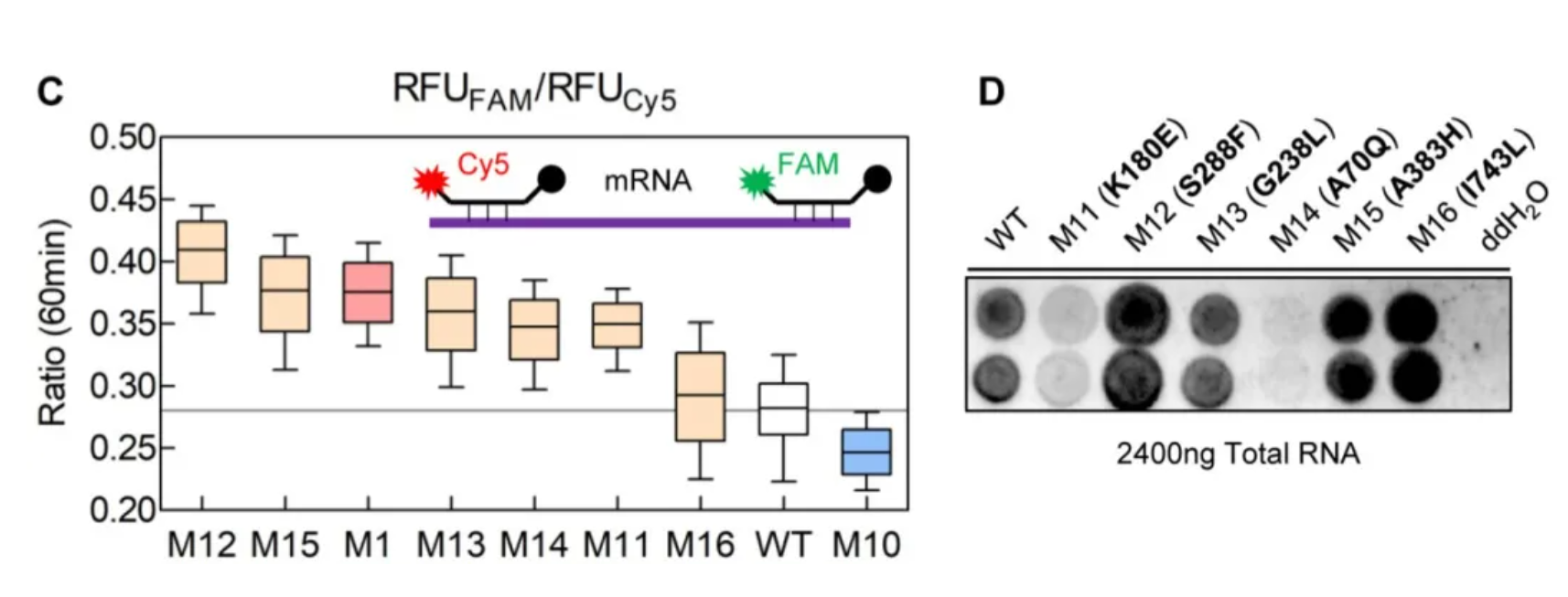 mRNA技术革命:揭秘T7 RNA聚合酶突变体的“低毒”秘密