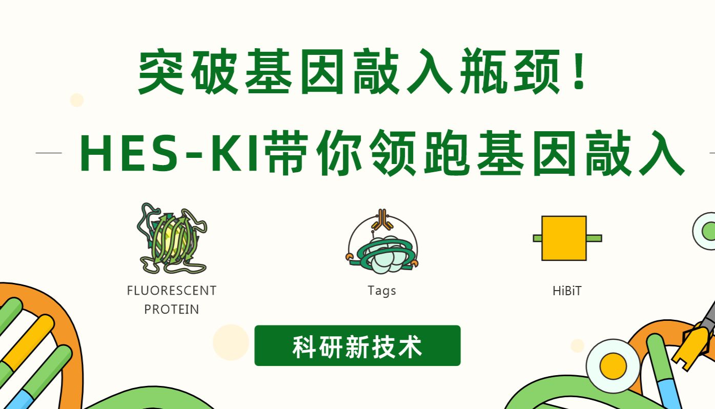 突破基因敲入瓶颈！HES-KI带你领跑基因敲入
