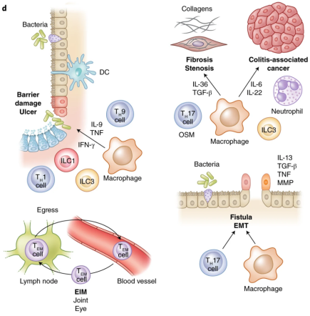 造模百科 | 炎症性肠病免疫系统人源化小鼠模型
