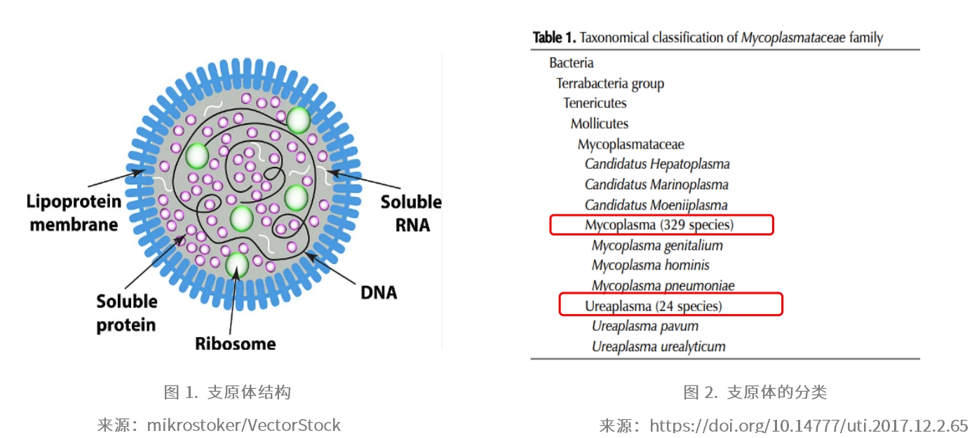 上新 | 快速、高灵敏、低假阳性！支原体巢式PCR试剂盒(2G)来啦~