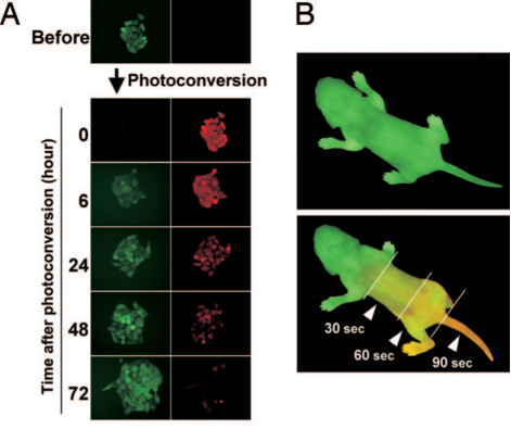 探秘荧光蛋白新星：从光控神经到命运追踪，这些工具正在改写生命科学