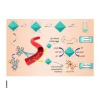 负载中药成分冰 片（Bor）的八面体钯（Pd）纳米酶被PEG聚乙二醇修饰