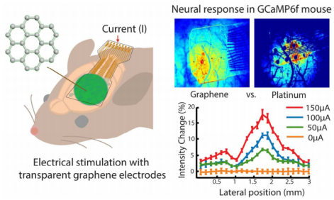 探秘荧光蛋白新星：从光控神经到命运追踪，这些工具正在改写生命科学