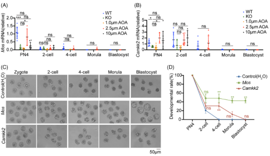 MedComm（IF=10.7）：全球首例TDRD6基因变异男性不育获成功治愈