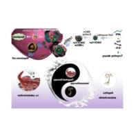 负载姜黄素的甘草次酸-二硫键（DTA）-当归多糖自组装纳米胶束被红细胞膜（RBCm）包裹