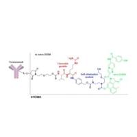 1642152-40-6 | Trastuzumab duocarmazine | SYD985