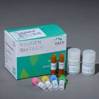 快速一步法TUNEL细胞凋亡检测试剂盒(红色荧光检测法,通用型) 快速一步法TUNEL细胞凋亡检测试剂盒(红色荧光检测法,通用型)KGA1408